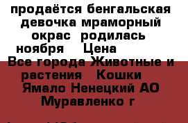 продаётся бенгальская девочка(мраморный окрас).родилась 5ноября, › Цена ­ 8 000 - Все города Животные и растения » Кошки   . Ямало-Ненецкий АО,Муравленко г.